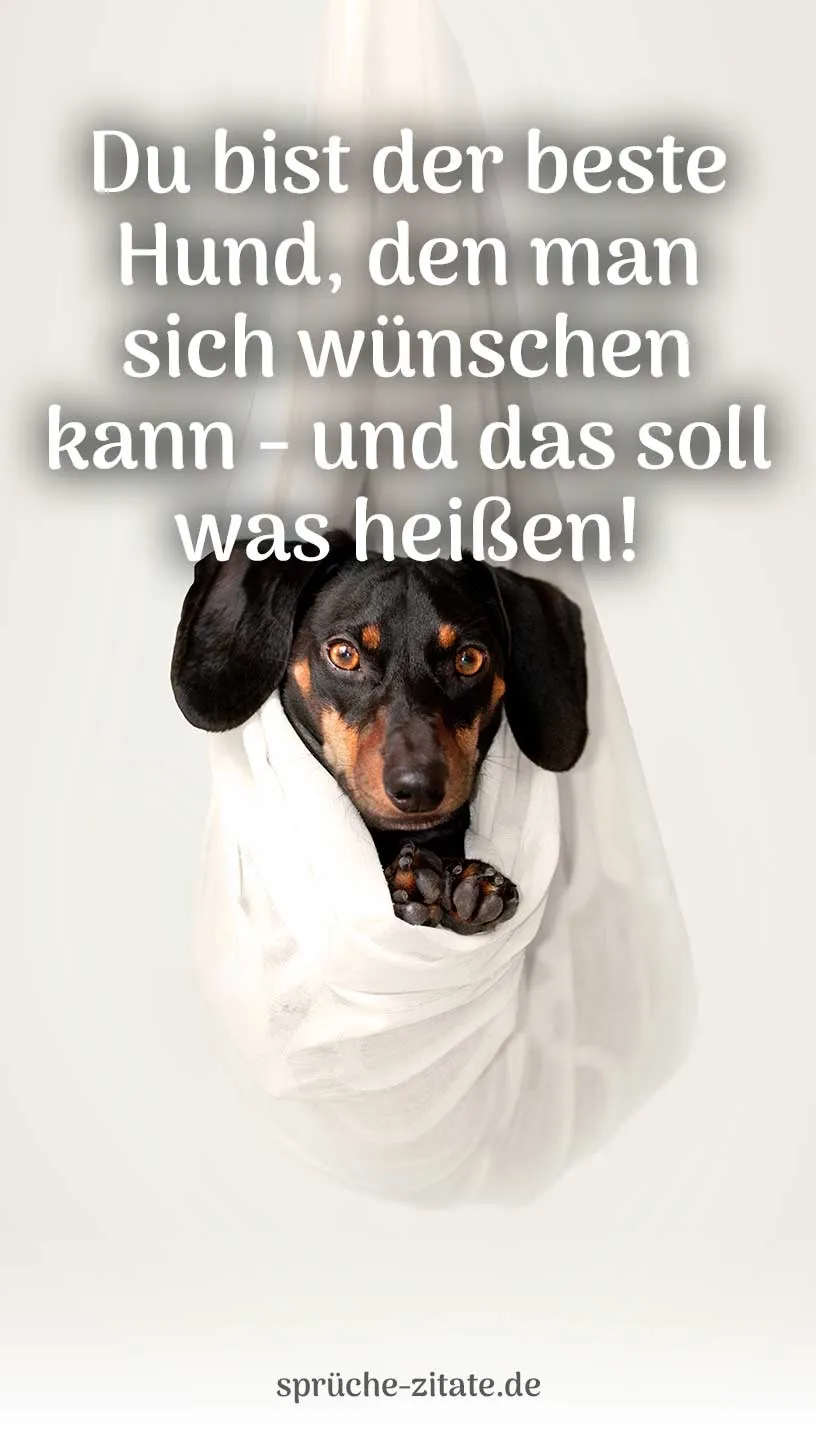 Geburtstagswunsch Geburtstagsgruß Hund Hunde Hündin Kostenlos Bild WhatsApp Versenden Teilen Social Media Instagram dackel hängematte